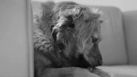 Zwart-Wit Video
