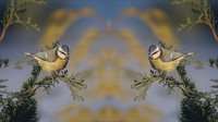 Video spiegelen