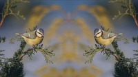 Video Spiegelen